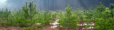 wij-planten-bomen